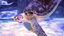 Green sea turtle gets relief from “bubble butt” syndrome thanks to 3D printing