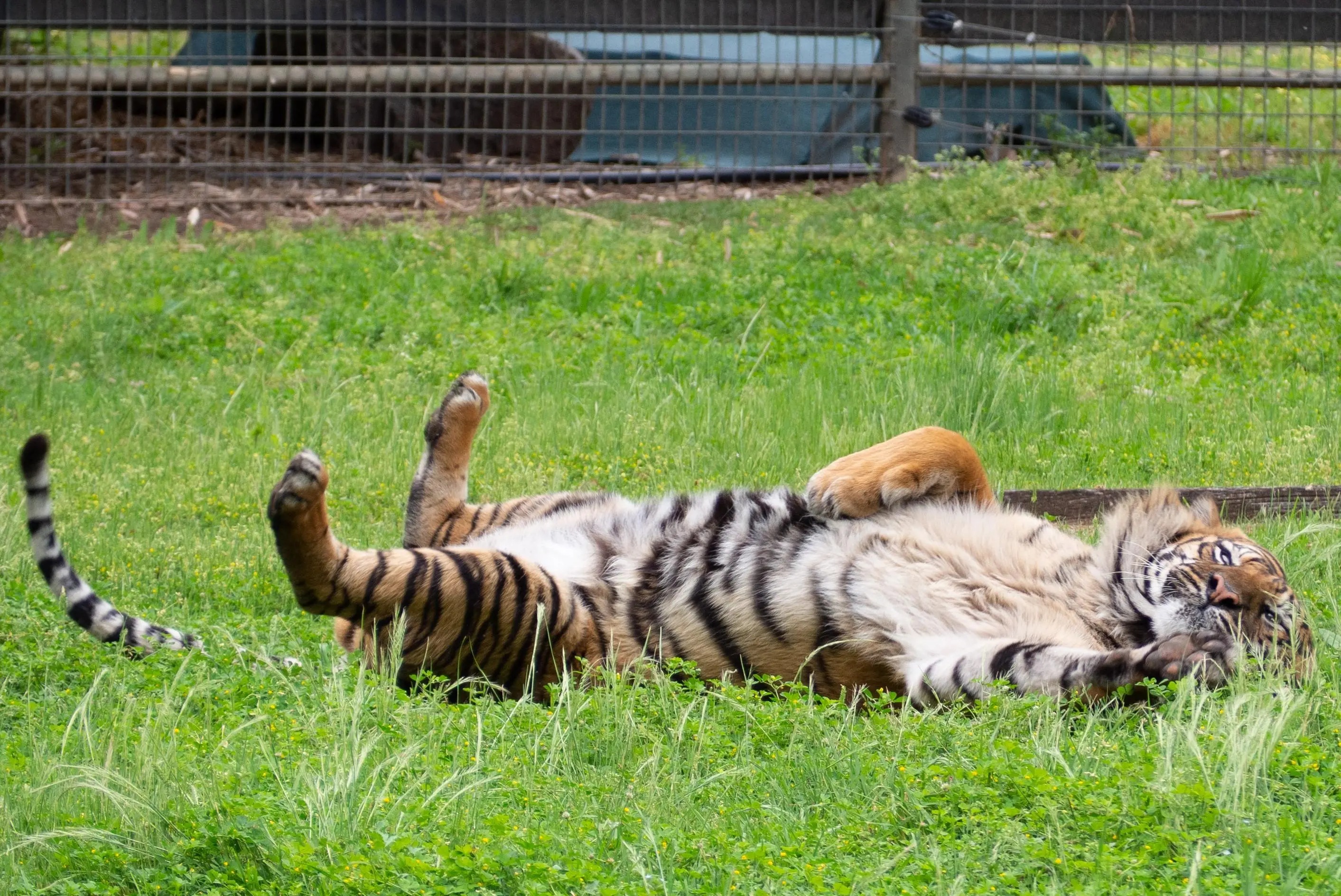 Ein Tiger liegt auf dem Rücken im Gras und zeigt seinen flauschigen Bauch.