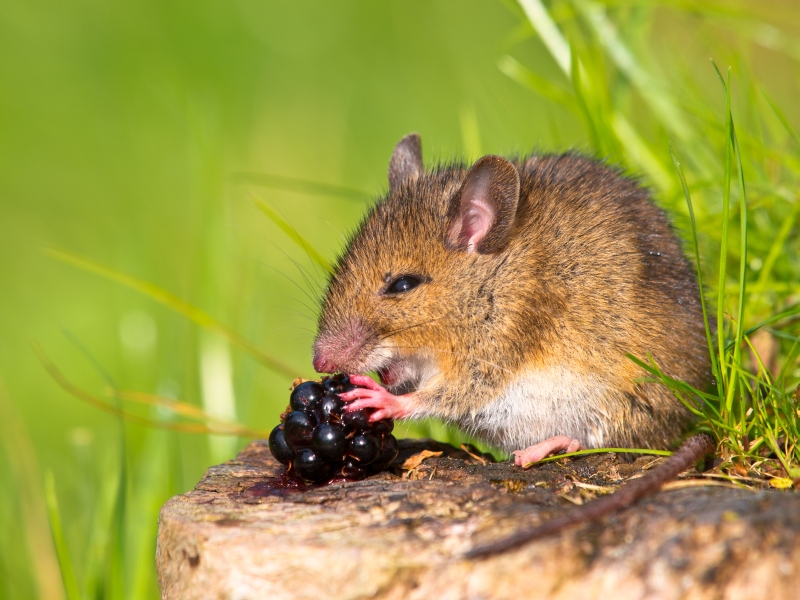 Eine Feldmaus sitzt gemütlich auf einem Stein und schnabuliert eine Brombere. Um sie herum erstrahlt alles in frischem Grün.