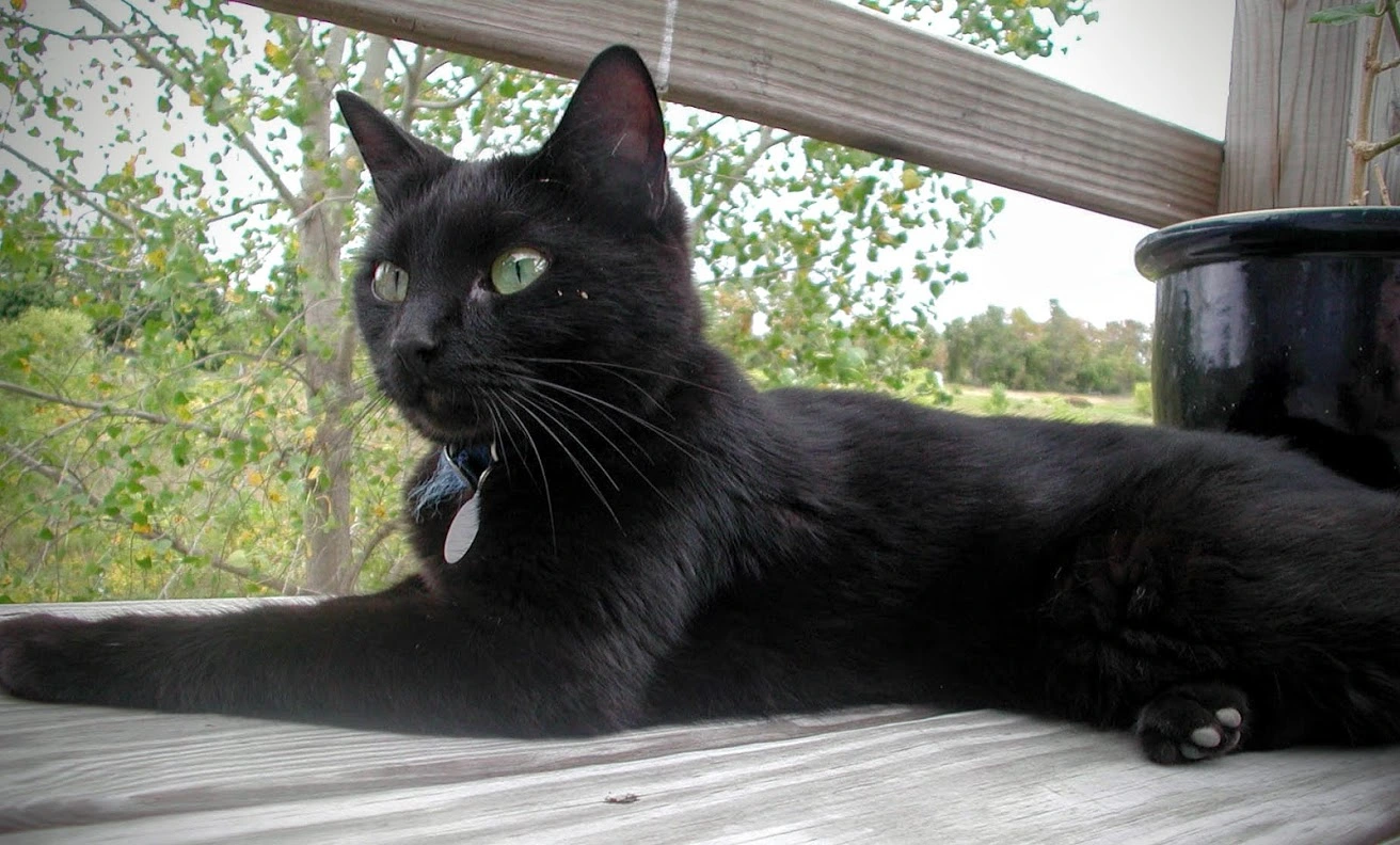 Svelte cat laying on a wooden deck.  Trees and field in background.