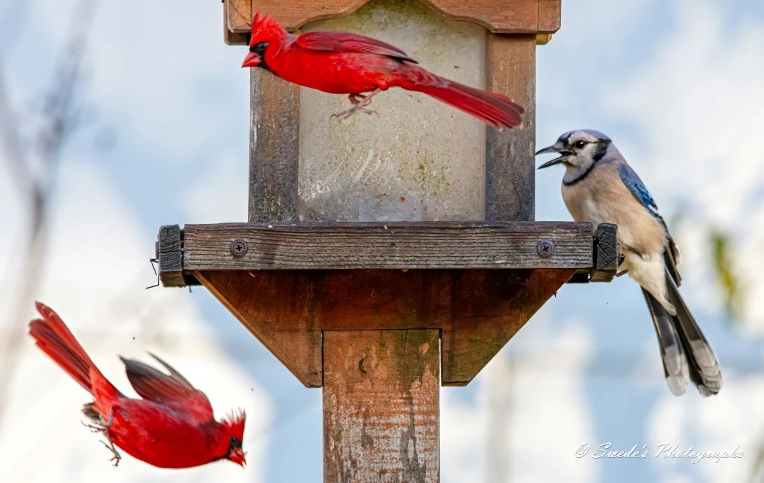 "The image shows a bird feeder with a blue jay perched on the right side and two northern cardinals in flight. One cardinal is flying horizontally above the feeder, while the other is flying downward below the feeder. The blue jay appears to be vocalizing or calling out. The bird feeder is made of wood and has a weathered appearance. The background is blurred, suggesting a shallow depth of field, which keeps the focus on the birds and the feeder. The image is interesting because it captures the dynamic interaction between different bird species at a feeder, showcasing their vibrant colors and behaviors." - Copilot