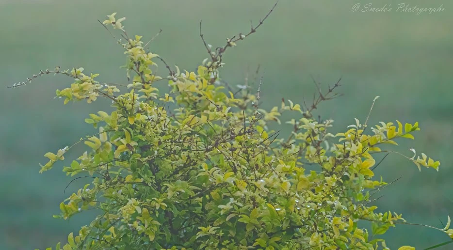 "The image shows a bush with green and yellow leaves. The bush has a mix of healthy green leaves and some yellowing leaves, indicating a possible change in season or plant health. There are also some bare branches without leaves. The background is blurred, suggesting a shallow depth of field, which keeps the focus on the bush. The image is signed with "© Swede's Photographs" in the top right corner. This image is interesting as it captures the natural beauty and details of the bush, highlighting the contrast between the vibrant leaves and the bare branches." - Copilot