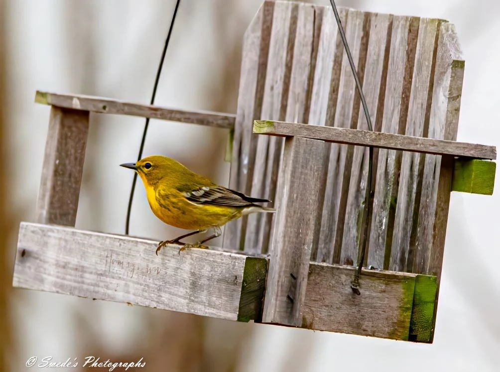 The image shows a pine warbler perched on a feeder shaped like a miniature porch swing. The bird has a bright yellow body with some olive-green tones, a sharp beak, and white wing bars. The feeder is made of weathered wood with visible grain and some green moss or algae growth on the edges. The swing is suspended by black cords, giving it a rustic and charming appearance. The background is blurred, focusing attention on the bird and the feeder.

"Pine Warblers are hefty, long-tailed warblers with stout bills. The tip of the tail usually appears to have a central notch. Pine Warblers are yellowish birds with olive backs, whitish bellies, and two prominent white wing bars on gray wings. Adult males are the brightest; females and immatures are more subdued and can even appear gray-brown. Overall, Pine Warblers don’t show the strong patterns of other warblers, but the face can look weakly “spectacled,” with a pale eye ring connected to a pale stripe in front of the eye." - allaboutbirds.org