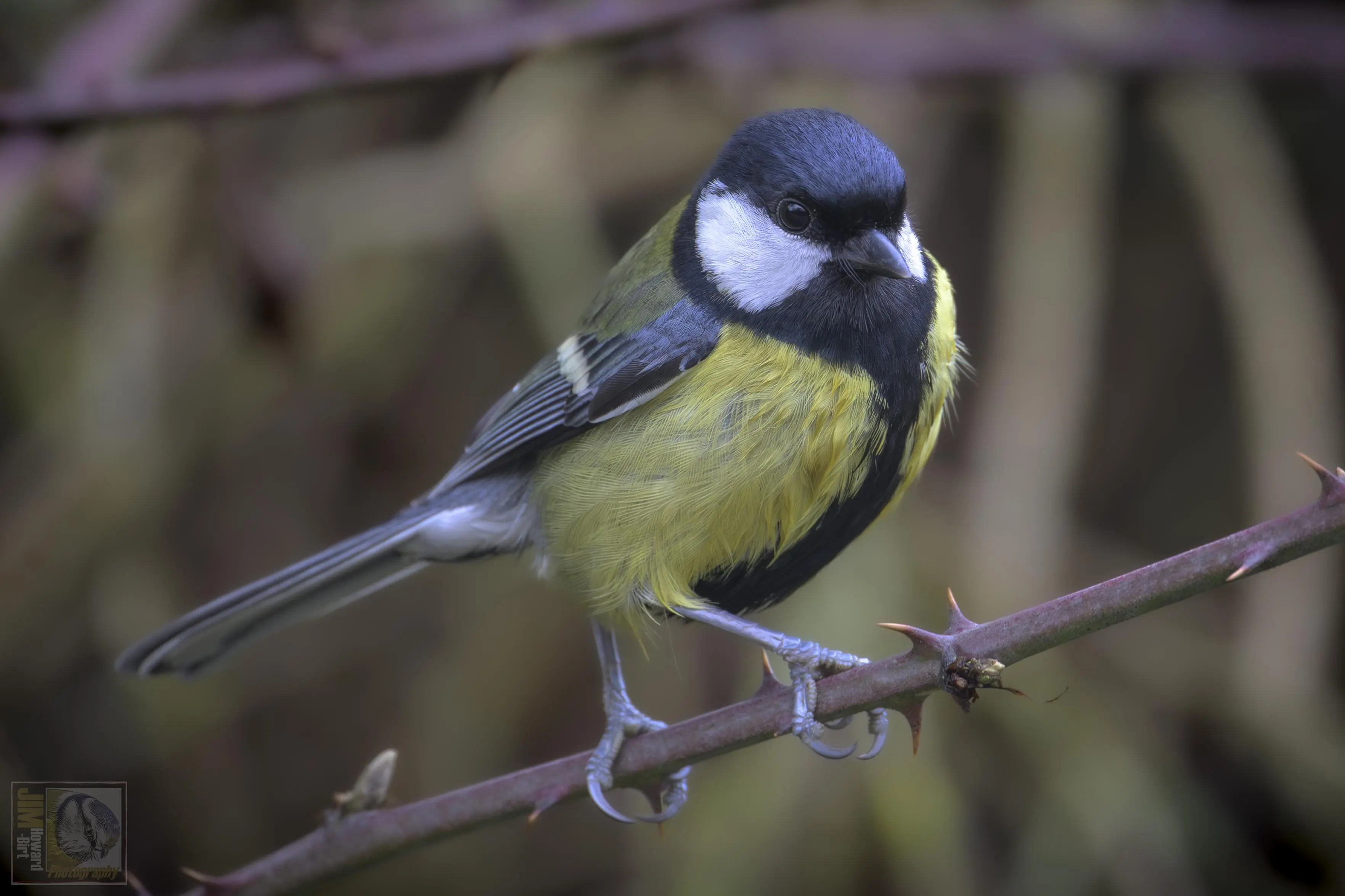 a yellow black and white small woodland bird