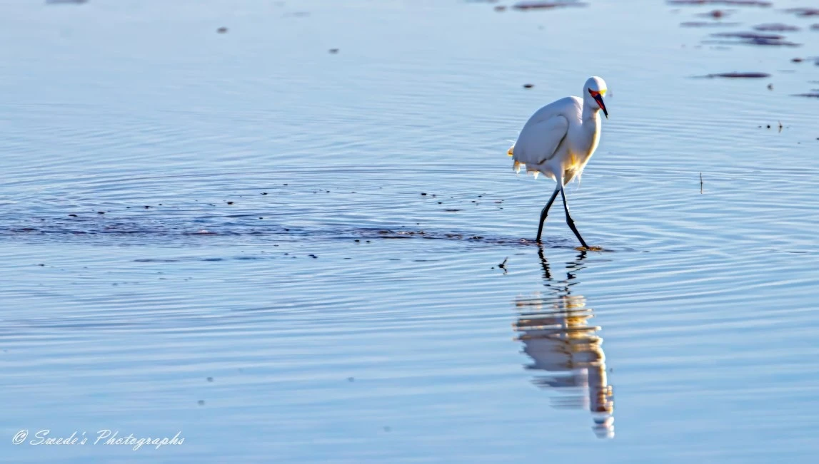 "This image shows a snowy egret walking through a tidal pool. The egret is captured mid-stride, with one leg lifted and the other submerged in the shallow water. The water reflects the bird's image, creating a mirror-like effect. The background consists of a mix of water and exposed mudflats, indicating a low tide. The scene is serene and tranquil, highlighting the natural beauty and grace of the egret in its habitat." - Copilot