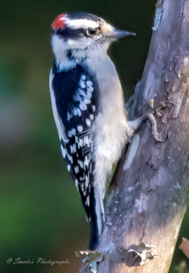 "This image shows a downy woodpecker perched on the side of a tree trunk. The bird has a distinctive black and white pattern on its wings and back, with a small red patch on the top of its head. The background is blurred, highlighting the bird and the tree trunk. It’s fascinating how it captures the intricate details of the woodpecker's plumage and its natural behavior of clinging to tree bark." - Copilot