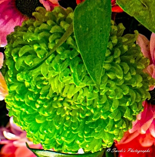 "The image shows a close-up view of a green garden mum flower. The flower has a spherical shape with densely packed, small, and curved petals. The vibrant green color of the flower contrasts with the surrounding pink and red flowers, making it stand out. There are also a few green leaves partially covering the flower, adding to the natural and lush appearance. The image is signed with the text “@ Swede's Photographs” in the bottom right corner." - Copilot