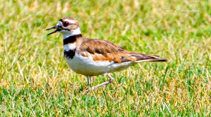 "The killdeer in the image is facing to the left, with its left side in clear view. It has a long, black beak that is open, perhaps calling out or mid-chirp. The bird has striking plumage, including a brown back, white underparts, and two distinct black bands across its chest. Its large, dark eyes are also quite prominent." - Copilot