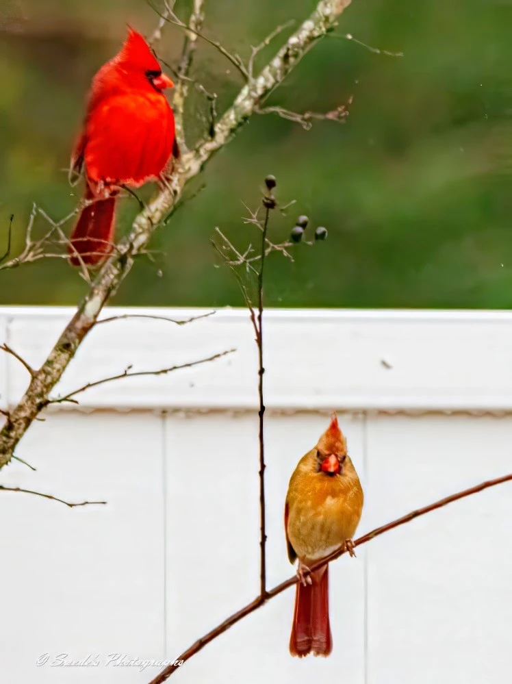 "The image features a pair of Northern Cardinals perched on branches. The male cardinal, with its striking red feathers, is positioned on a higher branch. In contrast, the female cardinal, with her more subdued brownish-yellow plumage accented with hints of red, is on a lower branch. The background consists of a blurred green landscape and a white fence, making the birds stand out prominently. This scene highlights the beautiful sexual dimorphism in cardinals, where males are brightly colored to attract mates, and females have more camouflaged coloring for nesting." - Copilot