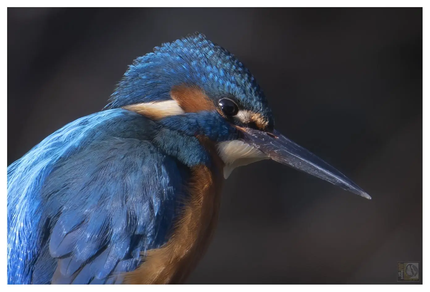 Common kingfishers have bright blue upperparts and a contrasting orange underparts. They have a long, pointed bill and short, stubby tail