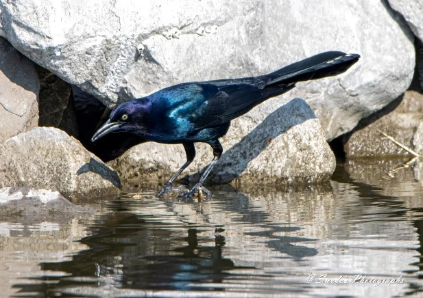 "The image shows a boat-tailed grackle standing on rocks near the edge of a body of water. The bird has iridescent black and blue feathers, and it appears to be looking into the water. The background consists of large rocks, and the water reflects the bird and its surroundings. This image is interesting because it captures the striking colors and behavior of the boat-tailed grackle in a natural setting." - Copilot