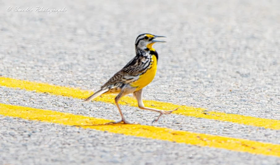 "The image portrays an eastern meadowlark crossing a road. The bird is caught in mid-step on a paved surface adorned with two bright yellow lines, indicating a road marking. With its bright yellow chest and throat, a black "V" shape on its chest, and a combination of brown, black, and white feathers on its back and wings, the eastern meadowlark's distinctive appearance stands out. Its beak is open, suggesting it might be singing or calling. The background is blurred, drawing focus to the bird and the road markings. The photograph is credited to "Swede's Photographs" in the top left corner. This captivating image highlights the intersection of wildlife and human infrastructure, emphasizing the presence of nature in everyday environments." - Copilot