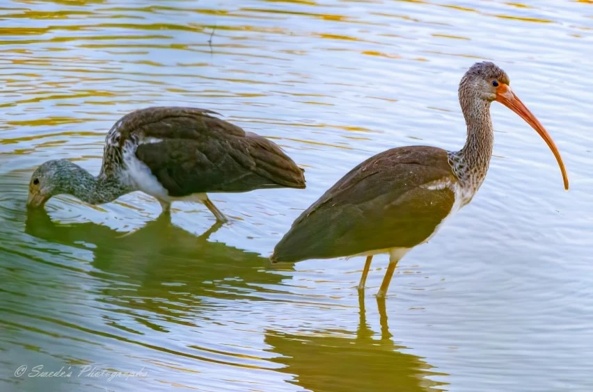 The image shows two first-year ibises standing in shallow water. The ibis on the right is standing upright with its long, curved orange beak visible, while the ibis on the left is bending down, seemingly foraging in the water. The water has gentle ripples, reflecting the birds and creating a serene scene. The image is interesting because it captures the natural behavior of these young birds in their habitat, highlighting their distinctive features and the peaceful environment they inhabit.