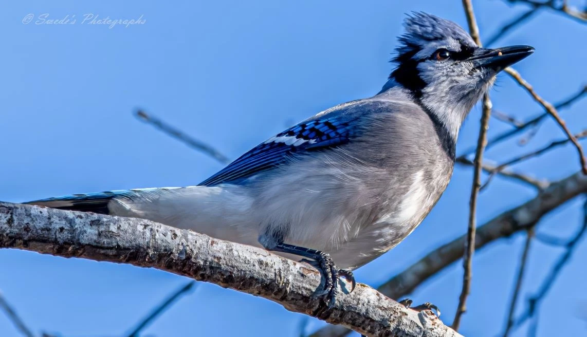 "The image features a beautiful blue jay perched confidently on a tree branch. The bird's striking blue and white feathers are highlighted with black markings around its face and wings. Its prominent crest is raised, and it has its beak slightly open, possibly mid-call. The background is a clear blue sky with some out-of-focus branches, making the blue jay stand out vividly. The level of detail in the photograph captures the texture of the bird's feathers and the bark of the branch, showcasing the natural beauty and grace of this common yet captivating bird. The text "© Swede's Photographs" is visible in the top left corner of the image." - Copilot

