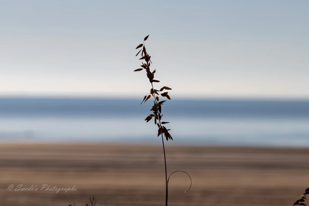 "The image captures a single stalk of grass with seed heads in the foreground, standing tall and sharply in focus. In the background, there's a beautifully blurred view of a beach and the ocean meeting the horizon line. The colors are soft and muted, with lovely shades of blue and beige. It exudes a serene and calm atmosphere, showcasing the simple beauty of nature. Notably, it includes the text “© Swede’s Photographs” in the bottom left corner, attributing the artist.

It’s like a peaceful moment frozen in time." - Copilot