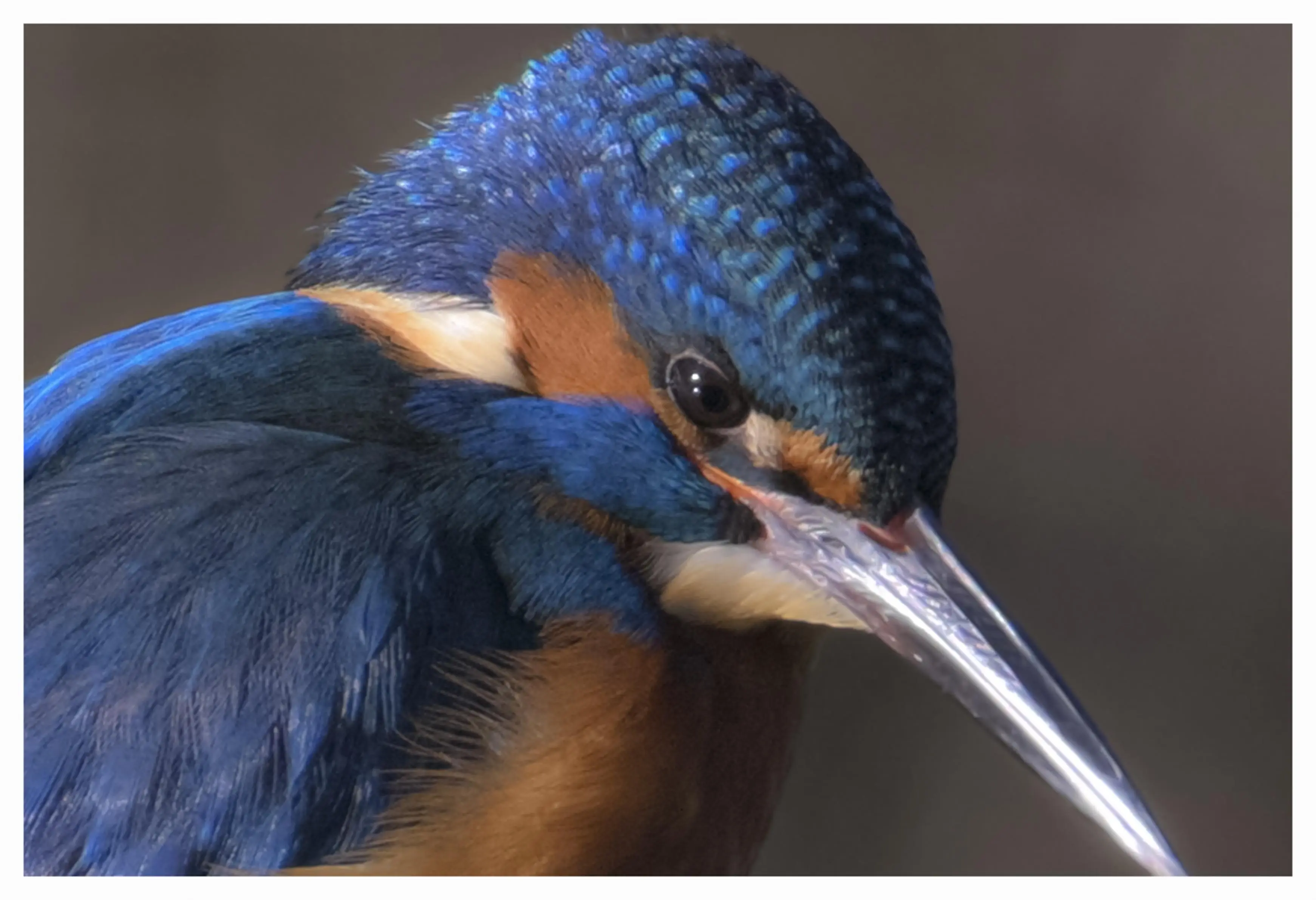 a close up photo of s kingfisher