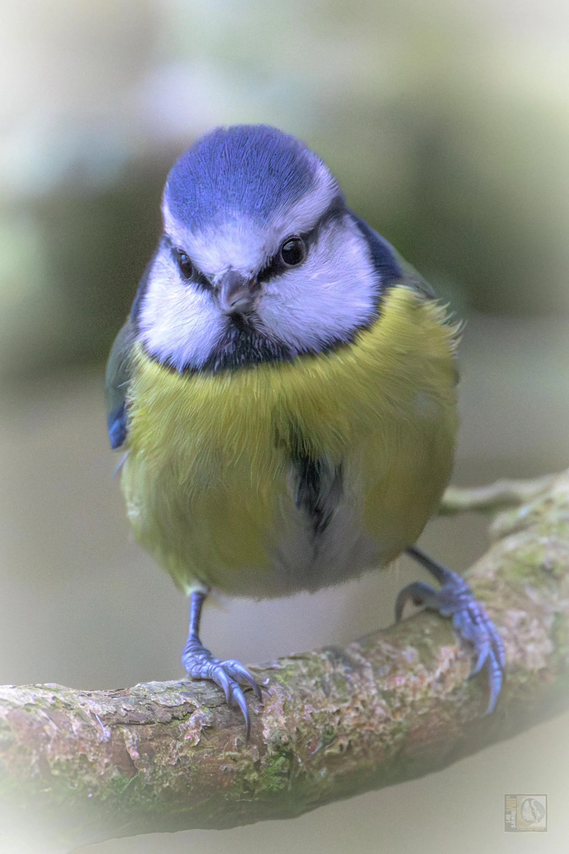 A blue yellow white and black bird. 