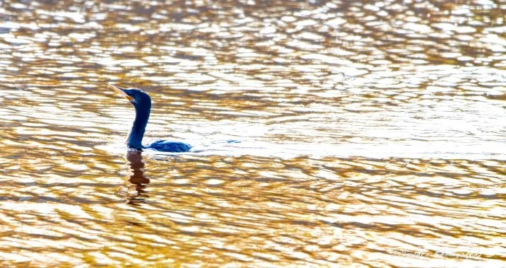 Here's a vivid portrayal of your neotropic cormorant: it glides effortlessly through the brackish waters of the bayou at Sabine National Wildlife Refuge, Louisiana. The cormorant is captured in profile, head held high with its beak slightly open, as if on the brink of a call. The golden, reflective water shimmers around it, accentuating the bird's dark plumage and creating a mesmerizing contrast. The serene scene encapsulates the natural beauty of the wildlife refuge, highlighting the cormorant's graceful movement through its habitat.