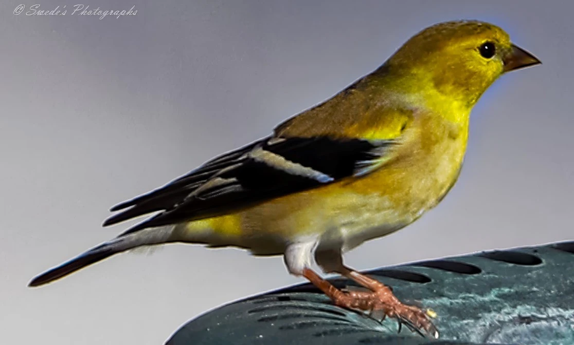 This image shows a goldfinch perched on a surface. The bird has a bright yellow body with black and white wings, and a brownish head. The background is a plain, neutral color, which makes the vibrant colors of the goldfinch stand out. The image captures the detailed and vivid plumage of the goldfinch, highlighting its natural beauty.