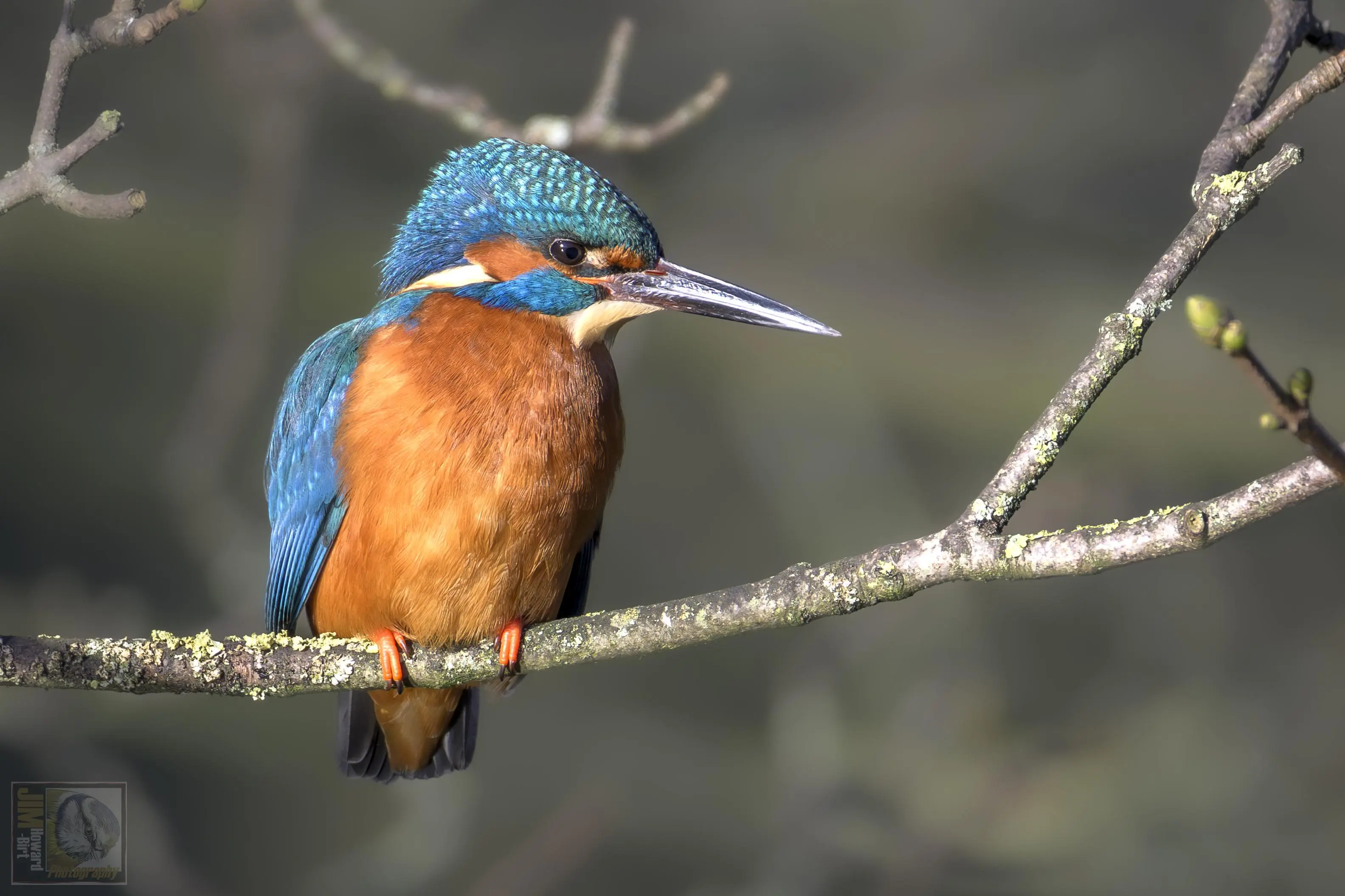 A small orange and blue bird with pointy bill