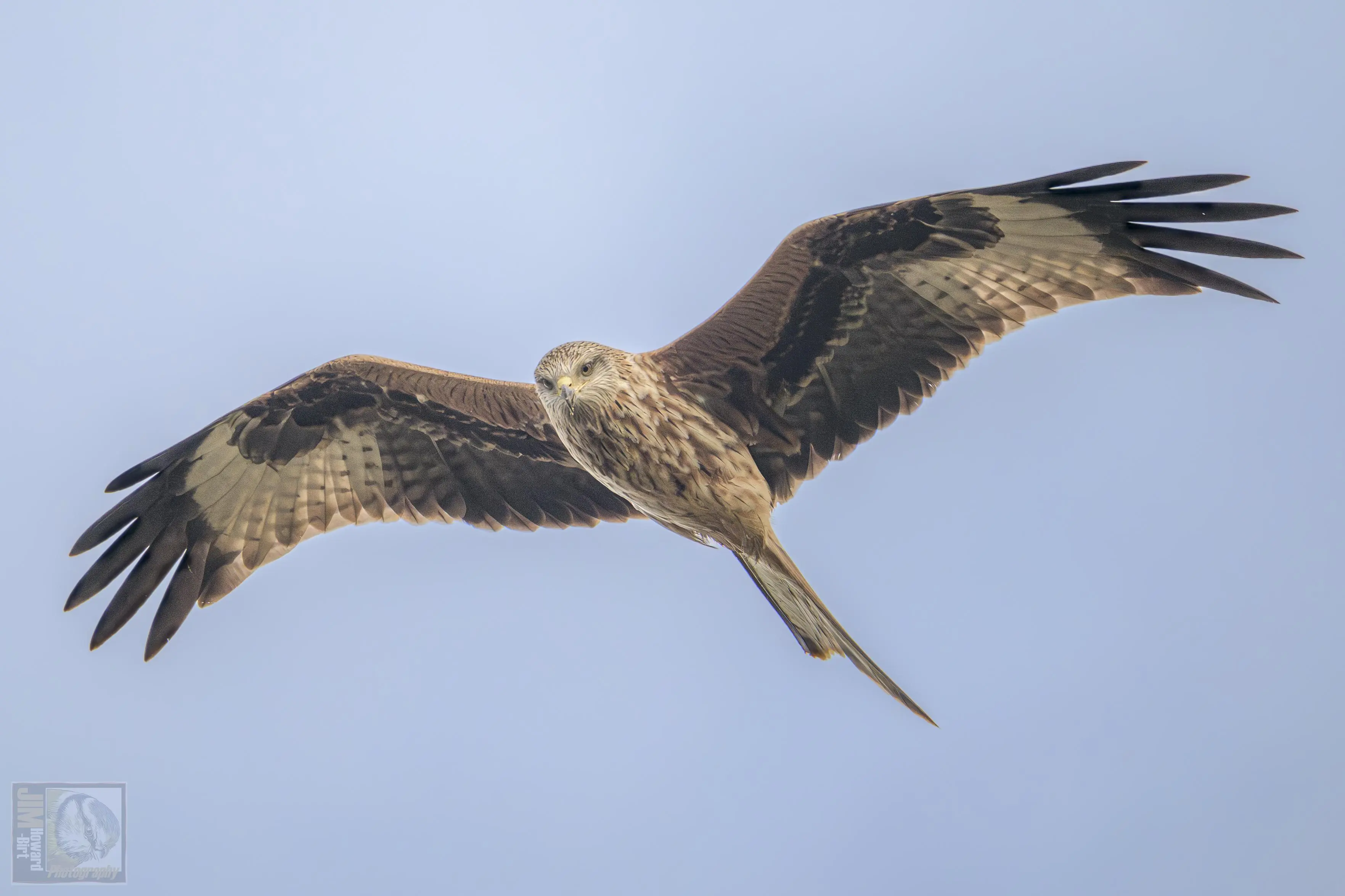 a large bird of prey that feed mainly on carrion. 