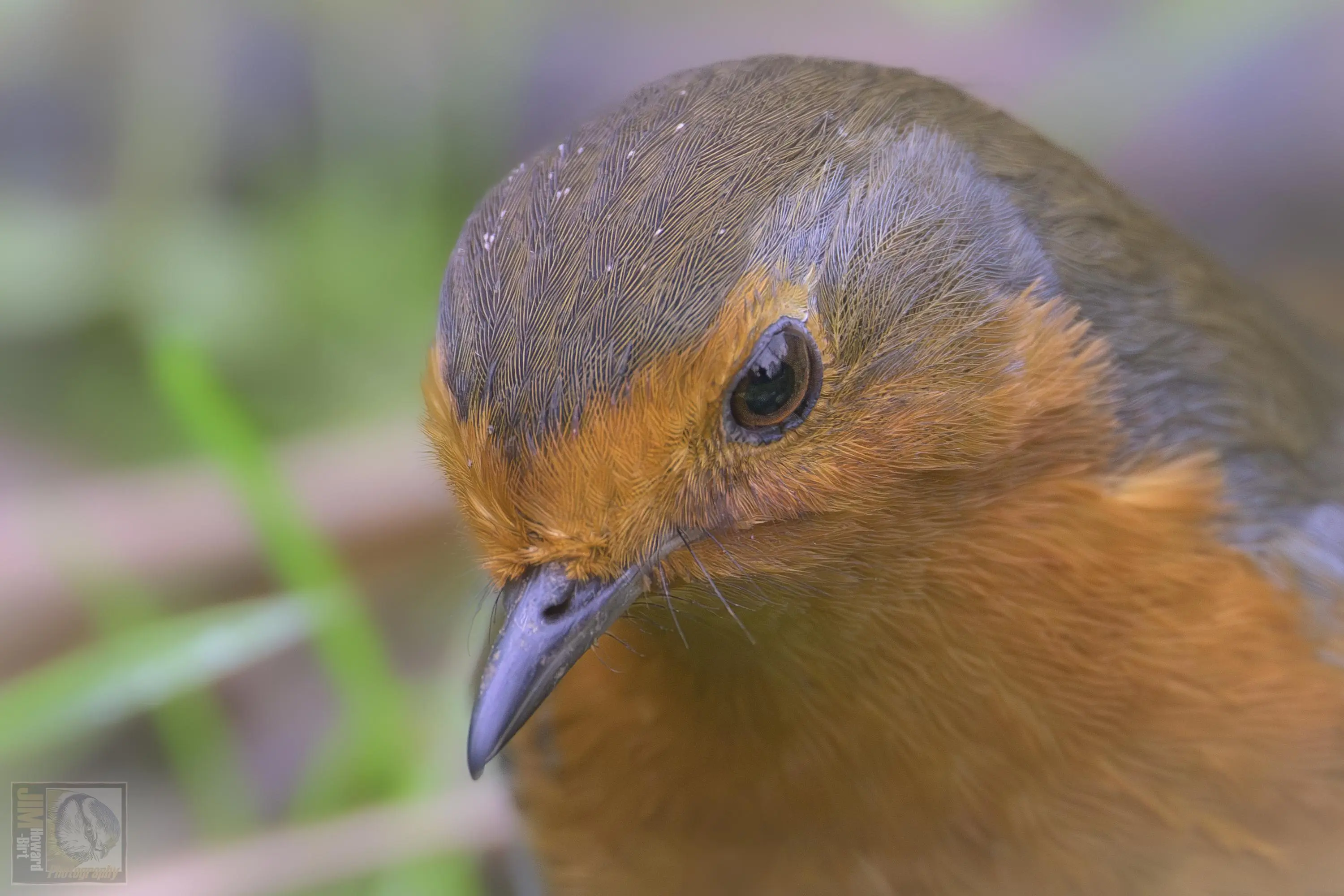 a red and brown woodland bird