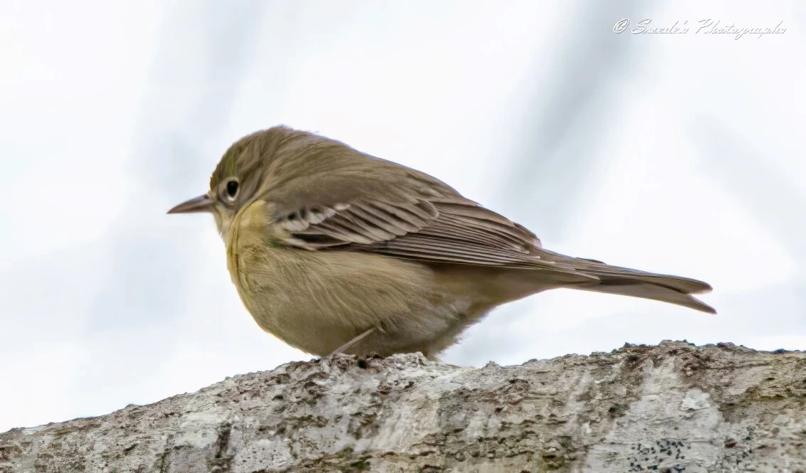 "This image captures a lovely pine warbler perched gracefully on a branch. The bird boasts light brown and yellowish feathers, with distinct wing markings adding to its charm. The blurred background brings the pine warbler into sharp focus, making it the star of the scene. The delicate details of its plumage and its natural setting are beautifully highlighted, offering a treat for birdwatchers and nature enthusiasts alike." - Copilot