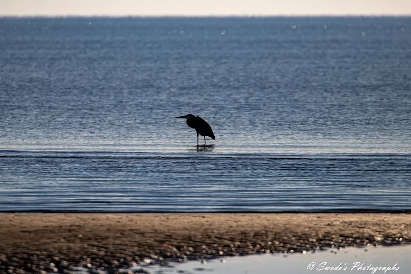 "This image portrays a tranquil scene of a bird standing in shallow water near the shore. The bird is wading, with its legs partially submerged, suggesting it might be searching for food or simply enjoying the calm waters. The backdrop features a serene, expansive body of water—perhaps a lake or the sea—with a clear horizon line that enhances the peacefulness of the scene. The foreground consists of a sandy or muddy shore with reflections and sparkles from the water, indicating that the photo was taken during either sunrise or sunset. The warm lighting and stillness create a serene and contemplative atmosphere. The image is credited to "© Swede's Photographs," as noted in the bottom right corner." - Copilot