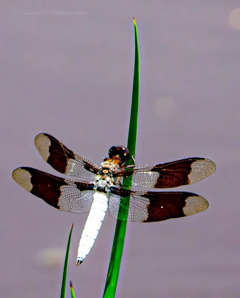 "The image shows a dragonfly perched on a green blade of grass. The dragonfly has a distinctive appearance with a white body and wings that are partially transparent with dark brown patches. The background is blurred, highlighting the dragonfly and the grass blade.

This dragonfly is likely a male Common Whitetail (Plathemis lydia). The species is known for its broad, dark bands on the wings and the white abdomen in males, which matches the features seen in the image." - Copilot