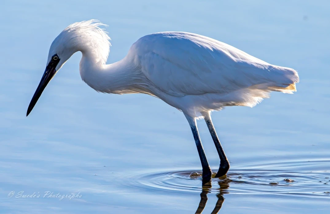 "The image shows an immature little blue heron standing in shallow water. The bird has white plumage, a long black beak, and long legs. The heron is captured in a side profile with its head bent down, possibly searching for food in the water. The water is calm, creating a serene and reflective environment. The lighting highlights the bird's feathers and creates a soft glow around it." - Copilot