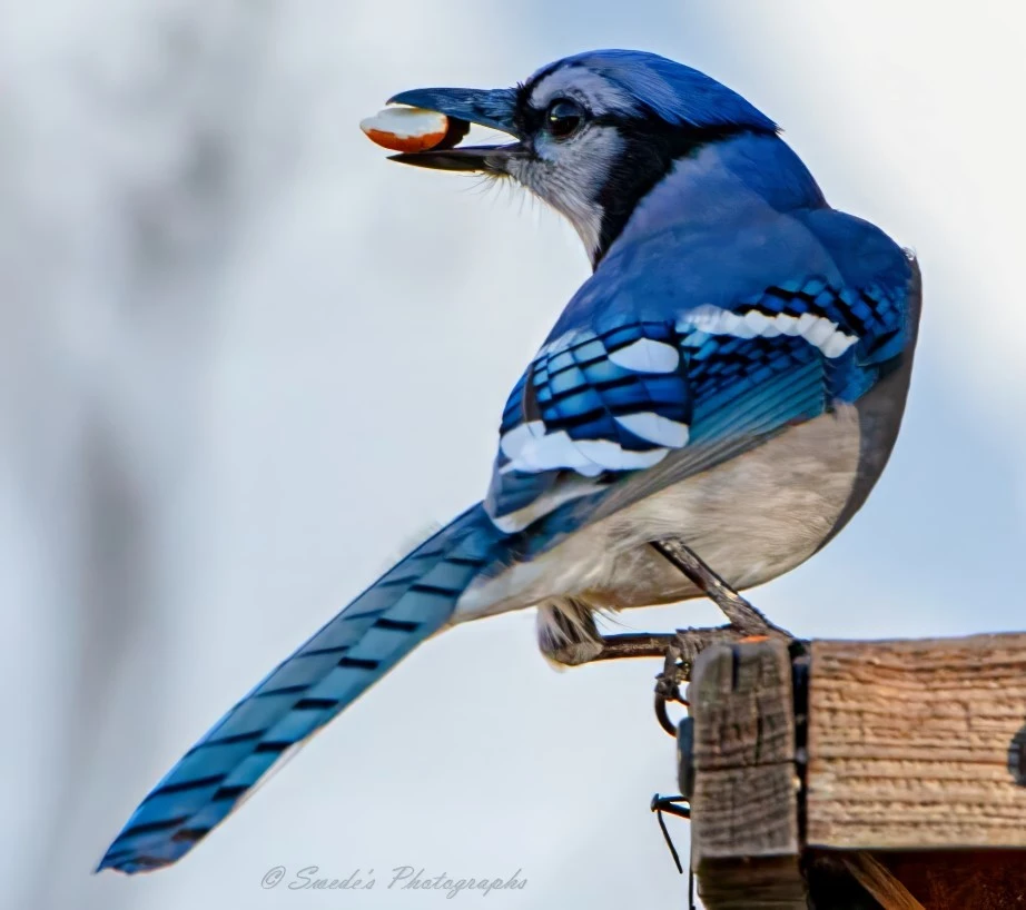 "This image shows a blue jay perched on a wooden structure, holding a peanut in its beak. The bird's vibrant blue and white plumage is prominently displayed, with intricate patterns on its wings and tail. The background is blurred, highlighting the blue jay as the focal point of the image. This image is interesting because it captures the blue jay in a natural behavior, showcasing its striking colors and the detail of its feathers." - Copilot