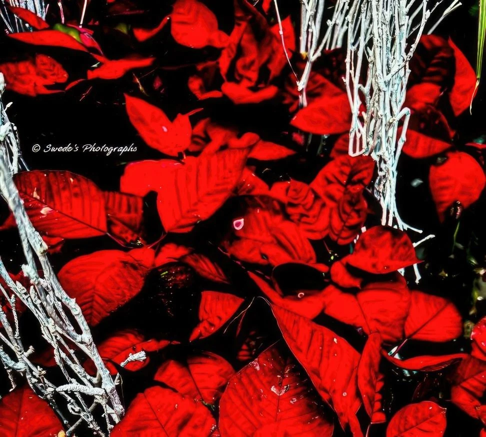 "The image captures a stunning close-up view of vibrant red poinsettia leaves. These leaves are densely packed, creating a rich, textured surface. Interspersed among the poinsettia leaves are white, twig-like structures that contrast sharply with the deep red foliage. The lighting in the image highlights the veins and texture of the leaves, giving them a velvety appearance. The image is signed with the text "© Swede's Photographs" in the upper left corner. The combination of the bright red leaves and the white twigs creates a visually striking and festive composition, often associated with holiday decorations." - Copilot