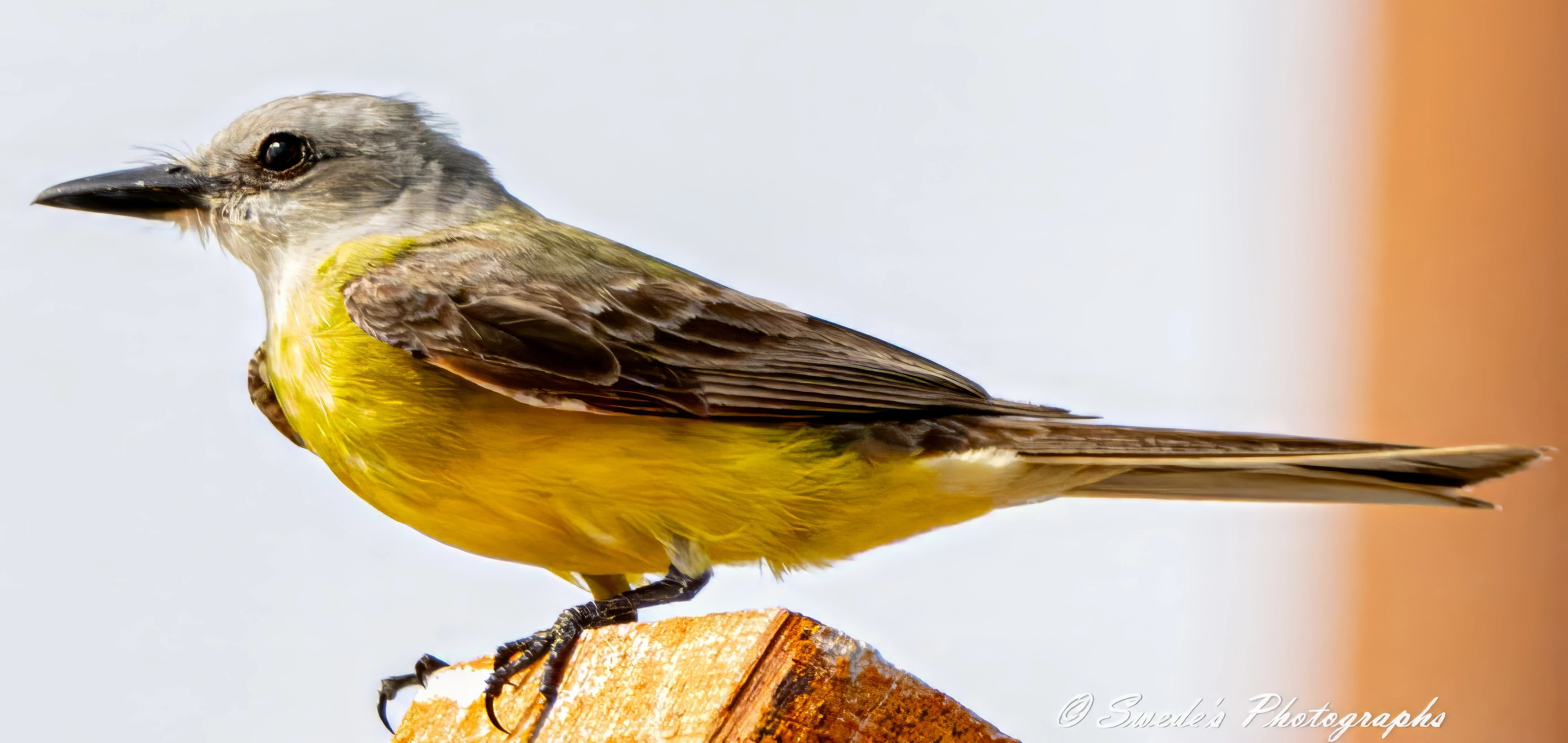 "The image shows a tropical kingbird perched on a piece of wood. The bird has a distinctive appearance with a gray head, a black beak, and bright yellow underparts. The wings and back are brownish with some darker feather patterns. The bird is facing to the left, and the background is blurred, making the bird the focal point of the image. The photograph is signed with "© Swede's Photographs" in the bottom right corner." - Copilot