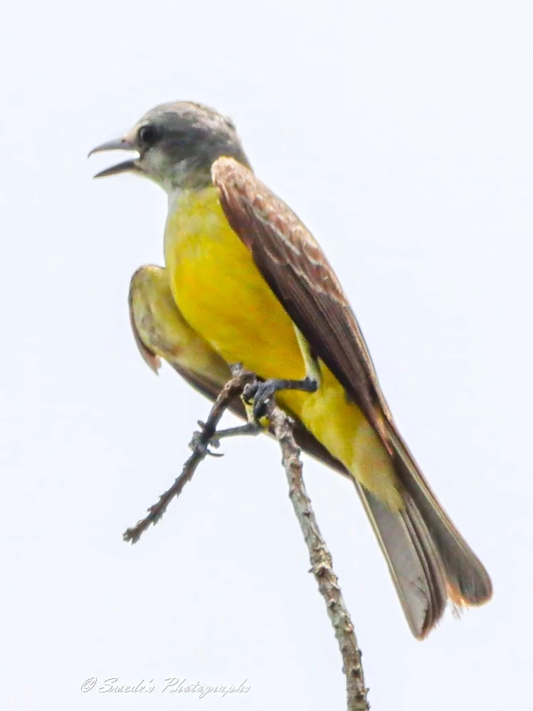 "This image shows a tropical kingbird perched on a thin branch. The bird has a yellow belly, olive-green back, and brown wings with a slightly darker head. The bird's beak is open, suggesting it might be calling or singing. The background is a plain, light color, which makes the bird stand out prominently. The image is signed with "© Swede's Photographs" at the bottom." - Copilot