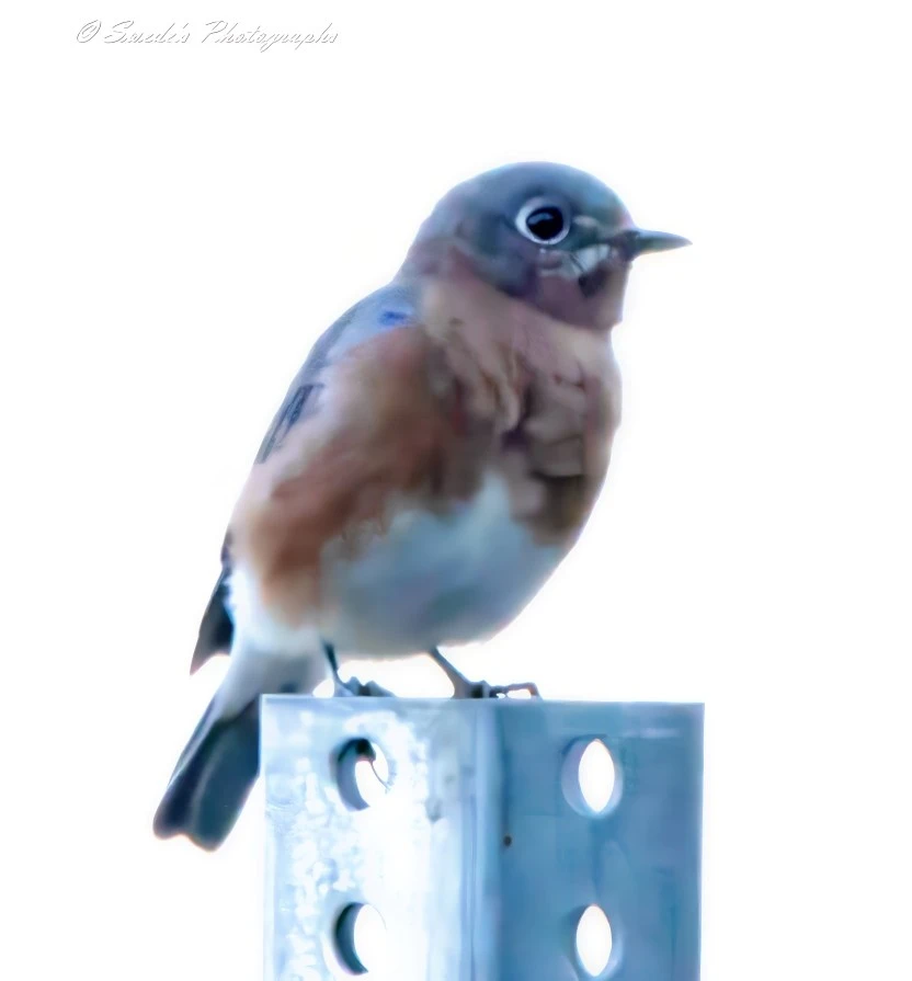 "The image shows an Eastern Bluebird perched on a metallic structure with circular holes. The bird has a blue head and wings, a reddish-brown chest, and a white belly. The background is bright and overexposed, making the bird stand out prominently. The image is signed "© Swede's Photographs" in the top left corner." - Copilot