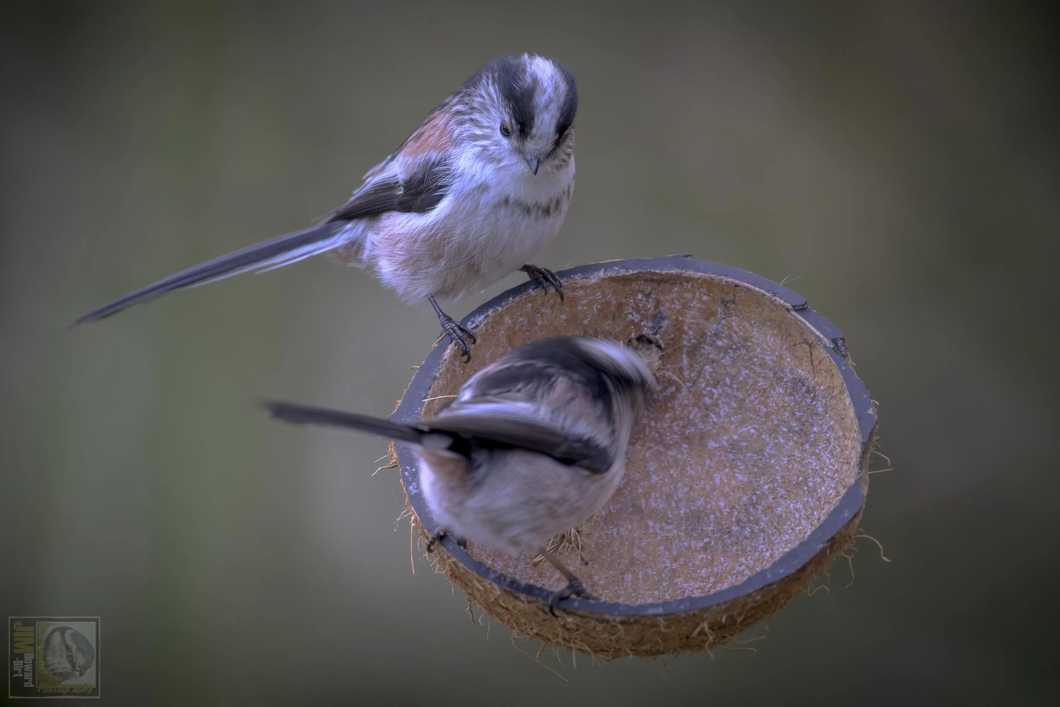 two birds perched on a coconut half.