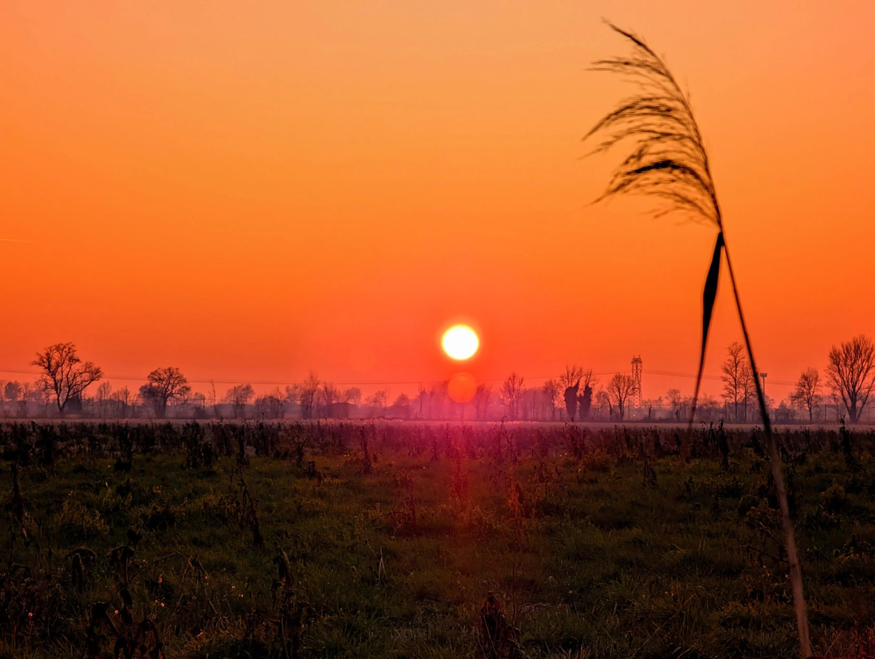 A tranquil field at dusk, with a lone reed swaying gently in the breeze as the last rays of the sun dip below the horizon. The sky is painted in shades of orange and pink, casting a peaceful glow over the landscape. The silhouettes of trees and distant power lines add a serene, almost timeless atmosphere to the scene