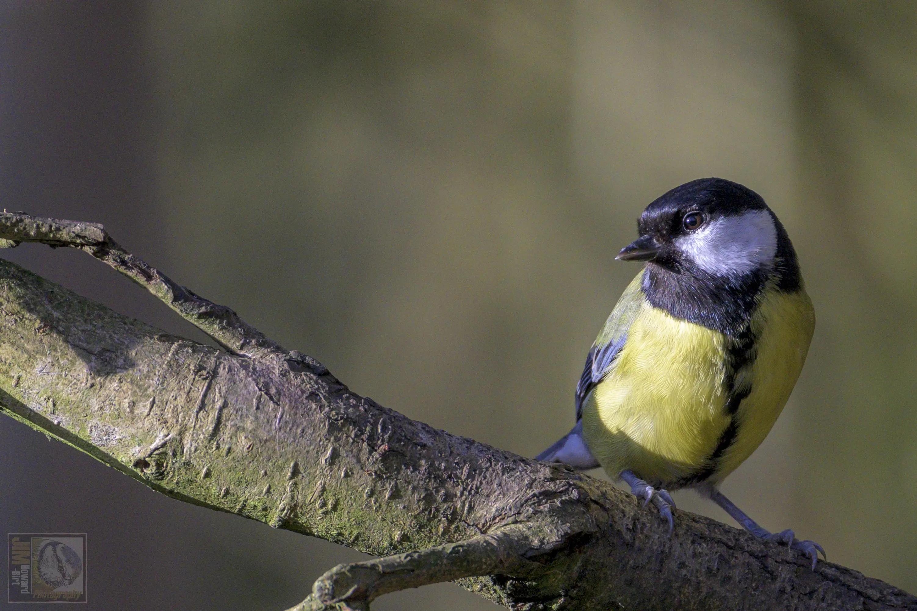 a small yellow, black and white woodland bird