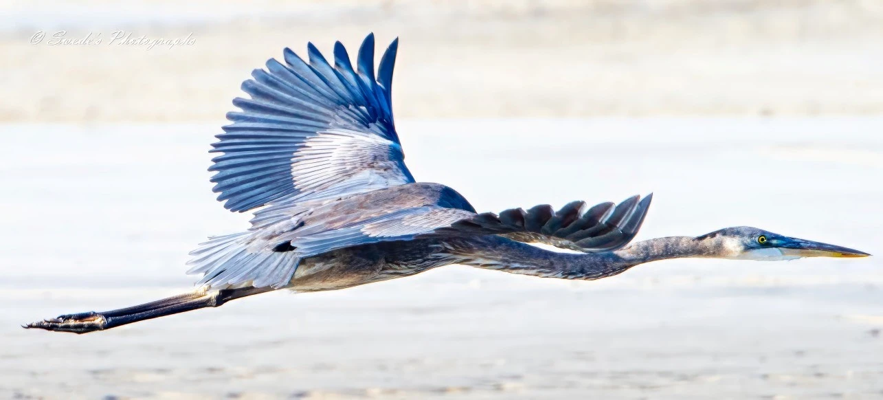 "This image shows a majestic great blue heron in mid-flight, gracefully skimming low over a sandy expanse. The heron's wings are fully extended, showcasing the intricate patterns and colors of its feathers. Its long neck is stretched out forward, and its sharp yellow beak is pointed straight ahead, with its keen eye focused on its path. The bird's long legs dangle behind it, adding to its elegant and dynamic appearance. The background is a blurred sandy landscape, which accentuates the heron as the focal point of the image. The lighting enhances the bird's plumage, creating a vivid and captivating scene. The photograph, signed "© Swede's Photographs" in the top left corner, beautifully captures the heron's grace and agility." - Copilot