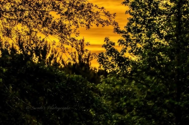 The image shows a serene view of a sunset or sunrise with a vibrant orange sky. In the foreground, there's dense, dark green foliage and trees that create a striking silhouette against the bright sky. The contrast between the dark leaves and the glowing sky makes for a visually appealing composition. It's a peaceful and captivating scene, perfect for contemplation or inspiration.