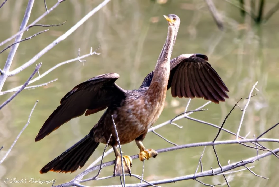 "This image shows an anhinga, a type of water bird, perched on a branch with its wings spread wide. The bird has a long neck and a slender body, with dark feathers that have a slight iridescent sheen. The background is blurred, highlighting the bird as the main subject. The anhinga's pose, with wings extended, is likely for drying its feathers, a common behavior for this species. The setting appears to be near a body of water, as indicated by the branches and the blurred water in the background." - Copilot