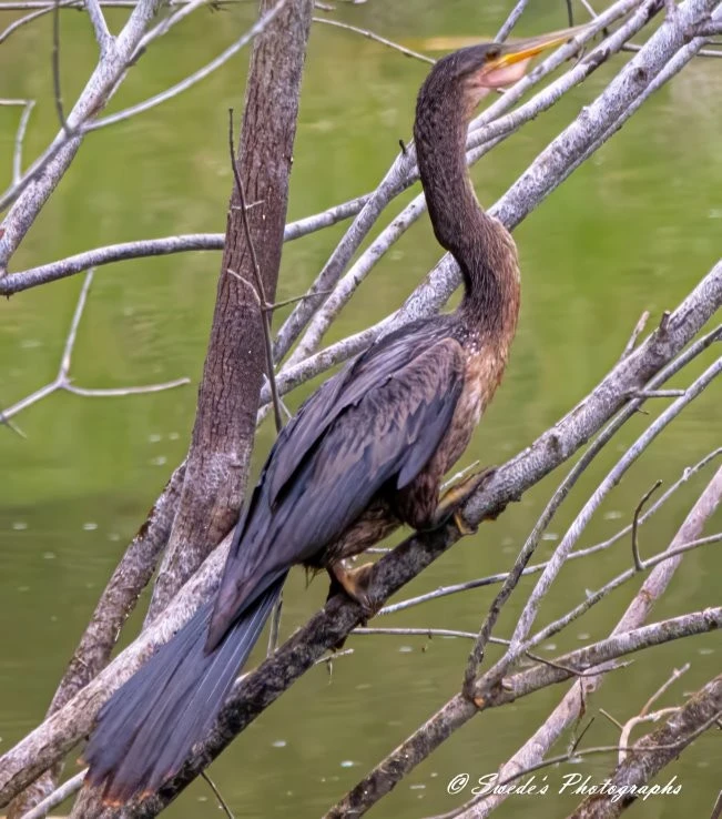 The image shows an anhinga, a sleek water bird, perched gracefully on a tree branch above a body of water. The bird's long neck is curved elegantly, and it has a sharp, pointed beak. The anhinga's plumage is a mix of dark browns and blacks, and its wings are slightly spread, revealing its intricate feather patterns. The background features greenish water and additional tree branches, providing a natural and serene setting.