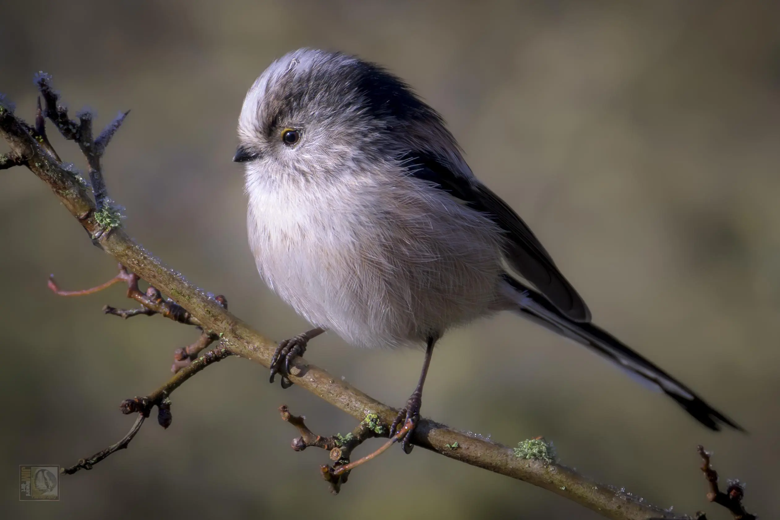 a round bodied bird with a long tail