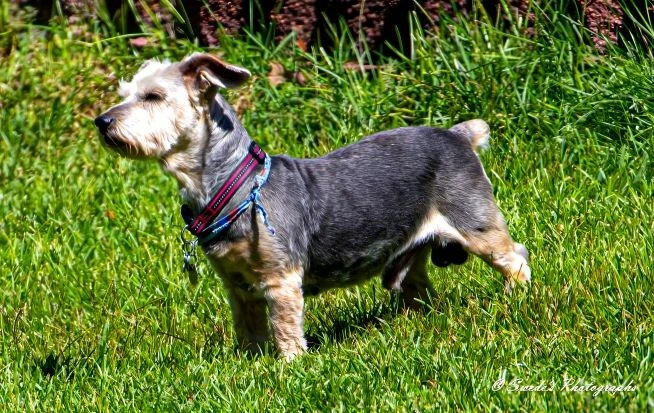 "In this image, Ben, the terrier mix, stands proudly on a lush, green lawn. His short, smooth coat is a beautiful blend of gray and tan, giving him a distinguished look. Ben is sporting a collar and a neckerchief, adding a touch of style to his appearance. He stands with confidence, staring off into the distance as if he's lost in deep thought or observing something interesting. The background of green grass and plants suggests he’s in a lovely garden or park. The photographer’s signature can be seen in the bottom right corner, adding a personal touch to this vibrant and well-lit moment. Ben’s natural spirit shines through in this captivating image!" - Copilot