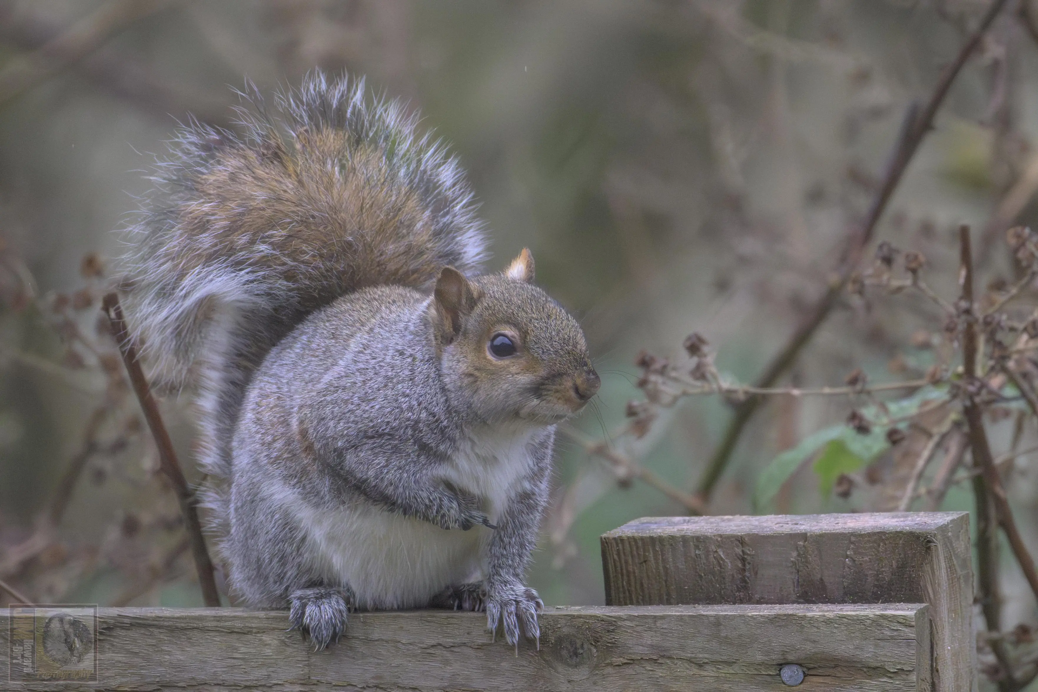 a grey squirrel stood on a fence