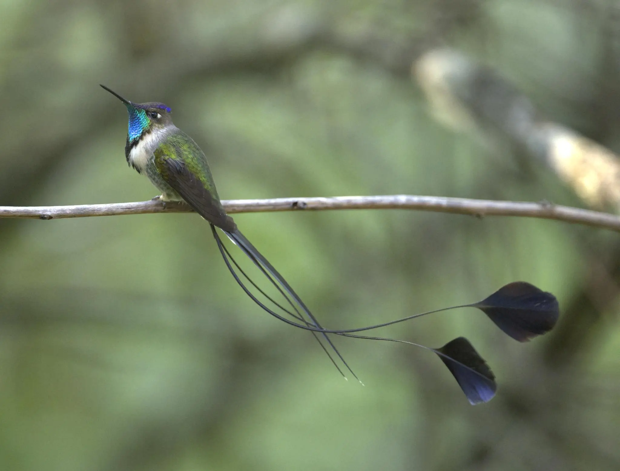 A photograph of a fancy hummingbird on a vine in a green well-lit wooded area that is nicely blurred to focus on the bird. He is flashing a vivid turquoise throat & fluttering 4 long tail ribbons behind him. Two of the ribbons are straight but the other two curve dramatically and then end in vaguely paddles or spatules that flutter like butterfly wings. This is the adult male Marvelous Spatuletail of northern Peru. Cocachimba. Nov 13, 2024. Photo by Peachfront. Handheld. You really didn't need anything fancy at this location on this day.