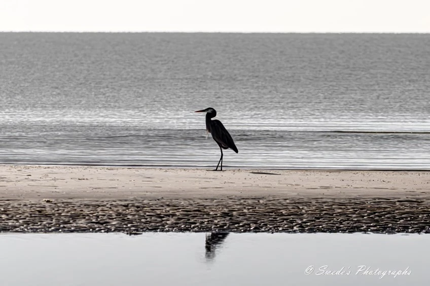 The image shows a majestic great blue heron strolling along a narrow sandbar, framed by the tranquil expanse of water in the background. The heron stands gracefully on one leg, with the other leg slightly raised, capturing its reflection in the calm water below. The serene atmosphere is accentuated by the simplicity of the sandbar and the heron's striking silhouette, which stands out against the lighter tones of the sand and water.