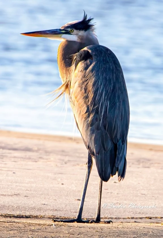 "The image depicts a stunning close-up of a great blue heron standing on a sandy shore near a body of water. The heron faces left, with its long neck curved, tucking its head close to its body, and its long pointed black and yellow beak pointed forward to the left of the frame. Its plumage is a mix of dark and light feathers, showcasing a distinctive blue-gray hue. Its head feathers are black and white with a rather dapper looking tuft of black feathers flipping up on the left side. Its left eye is a fierce yellow. The background is blurred, emphasizing the heron as the main focus of the photograph. The lighting highlights the intricate texture and details of the heron's feathers, making the image visually striking.' - Copilot with edits