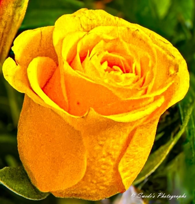 "Describe this image of a yellow rose
The image shows a close-up view of a vibrant yellow rose in full bloom. The petals are tightly packed and have a velvety texture, with some slight curling at the edges. The background is blurred but appears to be green foliage, which contrasts with the bright yellow of the rose. The image is detailed, capturing the intricate patterns and textures of the petals. In the bottom right corner, there is a watermark that reads "© Swede's Photographs."

Yellow roses often symbolize friendship, joy, and new beginnings." - Copilot