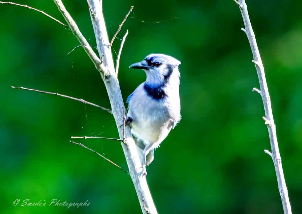 "This image shows a blue jay perched on a thin, bare branch against a blurred green background. The blue jay is facing slightly to the right, showcasing its distinctive blue and white plumage with a black collar around its neck. The bird's sharp beak and alert posture are clearly visible, making it a striking and detailed photograph. The vibrant colors of the bird contrast beautifully with the soft green background, highlighting the blue jay's beauty in its natural habitat. The photograph is signed "© Swede's Photographs" in the bottom left corner."- Copilot